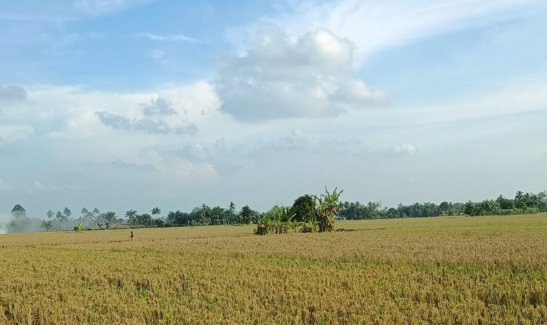Kesunyian Sawah Setelah Musim Panen