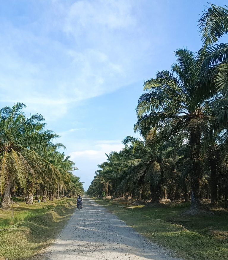 Bersepeda di Tengah Kebun Kelapa Sawit
