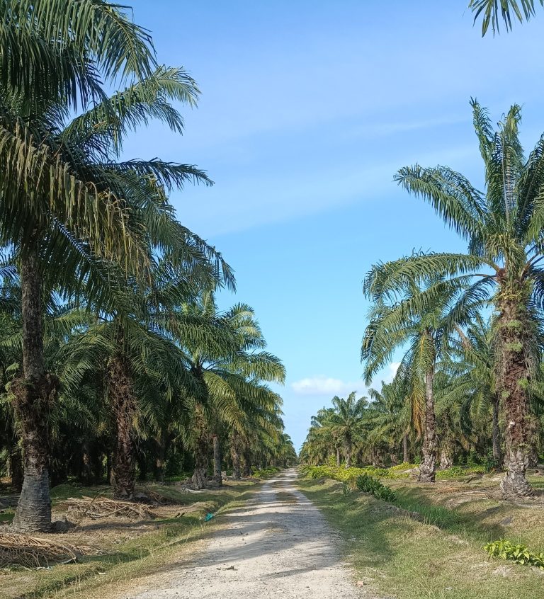 Oil Palm Plantation