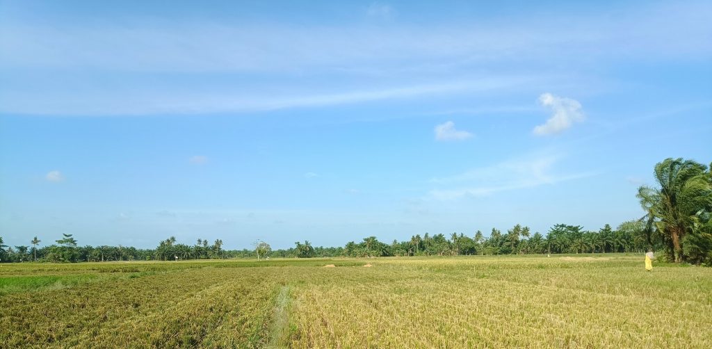 rice field in tebing tinggi north sumatra