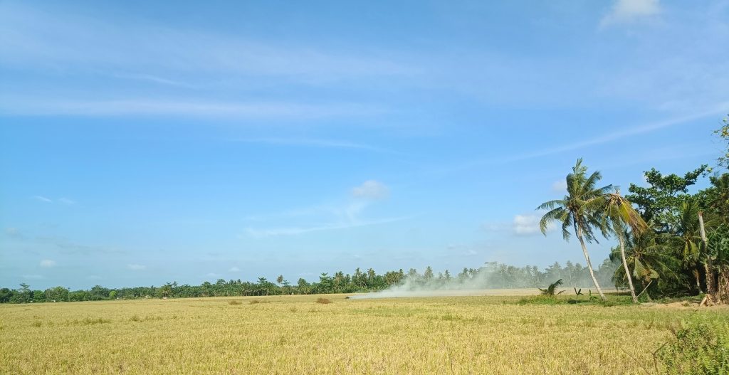 rice field in tebing tinggi north sumatra