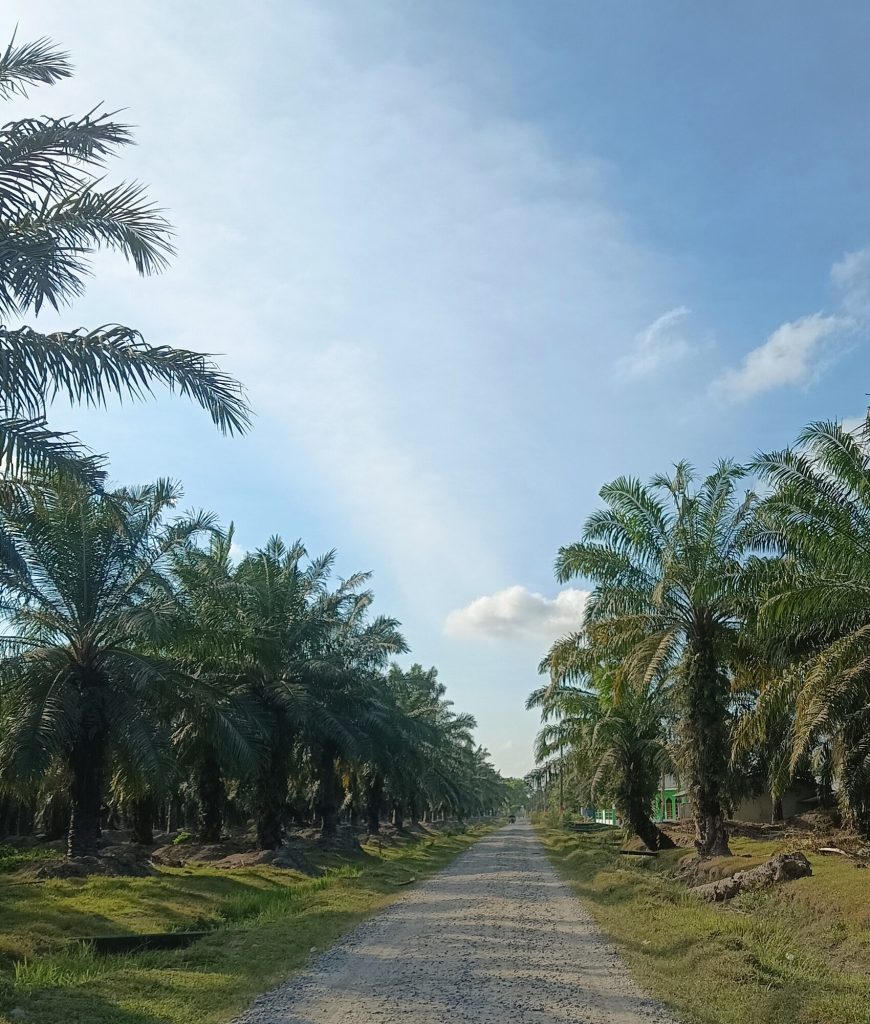 Oil Palm Plantation in Tebing Tinggi North Sumatera